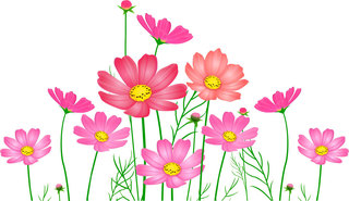 cosmos003.jpg
